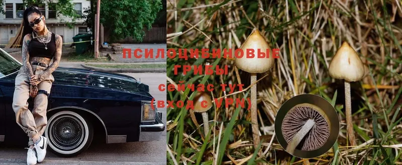 Псилоцибиновые грибы Psilocybine cubensis  закладки  Владимир 